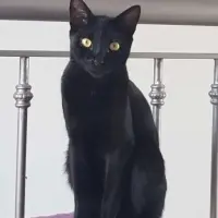 Adopta a Jazz