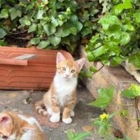 Adopta a Galaor