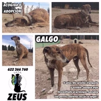 Adopta a Zeus