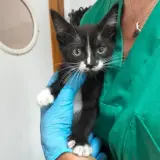 Adopta a Nilo