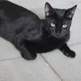 Adopta a Shambo