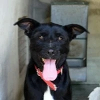 Adopta a Kira