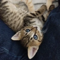 Adopta a Rayito (Aún No Tiene Nombre)