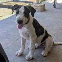 Adopta a Pelos
