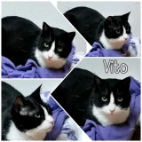 Adopta a Vito