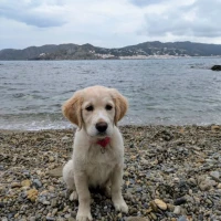 Adopta a Roma