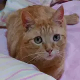 Adopta a Guille