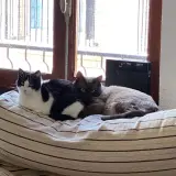 Adopta a Libélula Y Mosquito