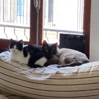 Adopta a Libélula Y Mosquito