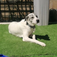 Adopta a Kira