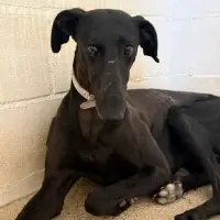 Adopta a Ébano