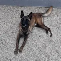 Adopta a Albéniz