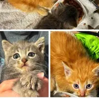 Adopta a Zipi Y Zape