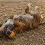 Adopta a Amon