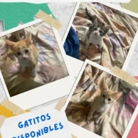 Adopta a Toulouse, Berlios, Gato Jazz