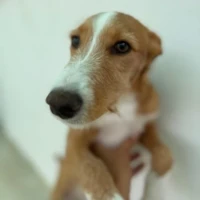 Adopta a Bambi En Adopción, Tlf 645978718