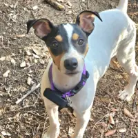 Adopta a Sultán