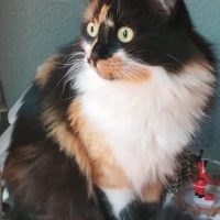 Adopta a Trini Y Alya