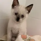 Adopta a Nancy
