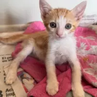 Adopta a Nogaro