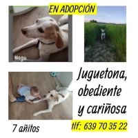 Adopta a Negu