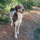 Adopta a Fabio