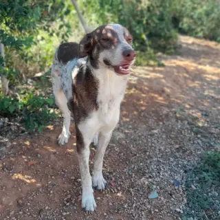 Fabio