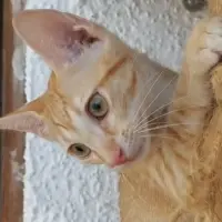 Adopta a Dríades