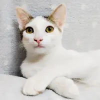 Adopta a Odin