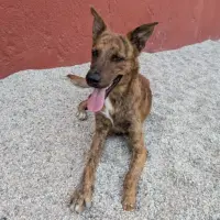 Adopta a Cid