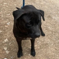 Adopta a Sombra
