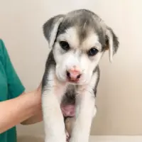 Adopta a Picotta