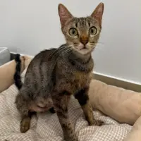 Adopta a Telma