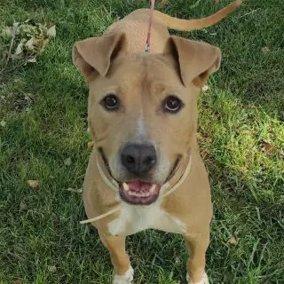 Kira