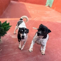 Adopta a Manchita Y Simba