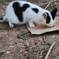 Adopta a Cora