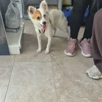 Adopta a Kira Perrita De 6 Kg, Tlf 645978718