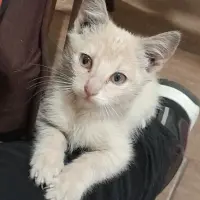 Adopta a Kira