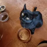 Adopta a Campeón