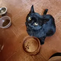 Adopta a Campeón
