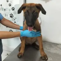 Adopta a Amapola