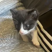 Adopta a Gatita Bebé