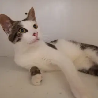 Agapito