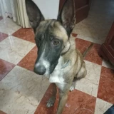 Adopta a Lupin