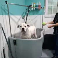 Adopta a Sultán