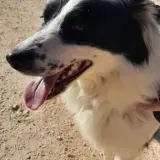 Adopta a Corina