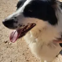 Adopta a Corina