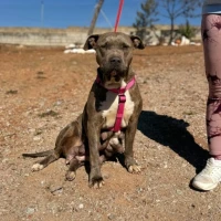 Adopta a Alina