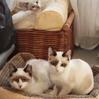 Adopta a Tom, Flecha Y Arco.