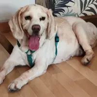 Adopta a Lupita